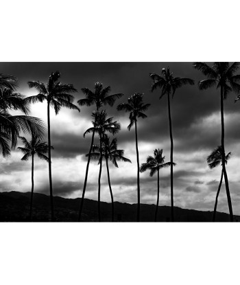 Volker Hansen - Palmscape Black & White pas cher